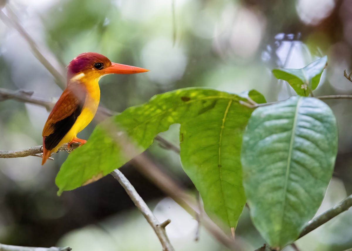 Rufous-backed Dwarf-Kingfisher - ML644331109