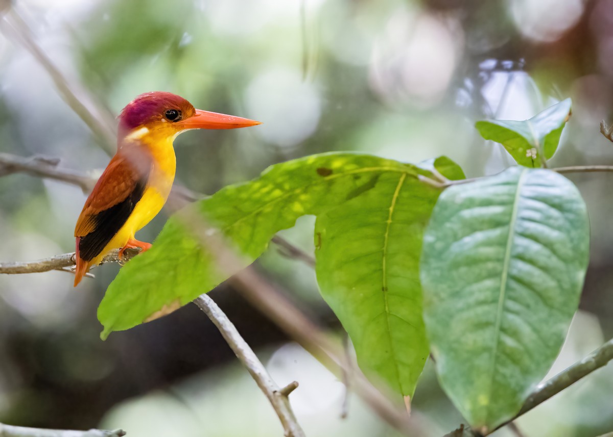 Rufous-backed Dwarf-Kingfisher - ML644331110