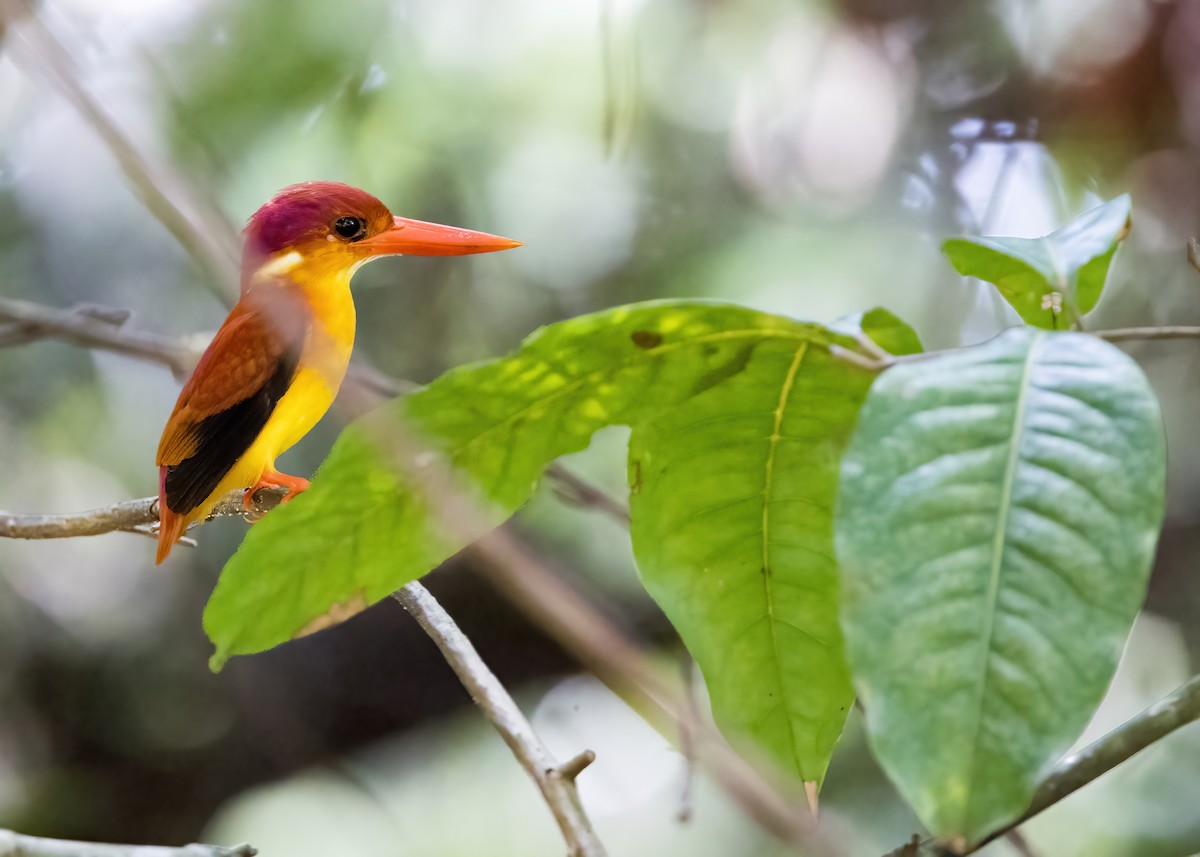 Rufous-backed Dwarf-Kingfisher - ML644331111