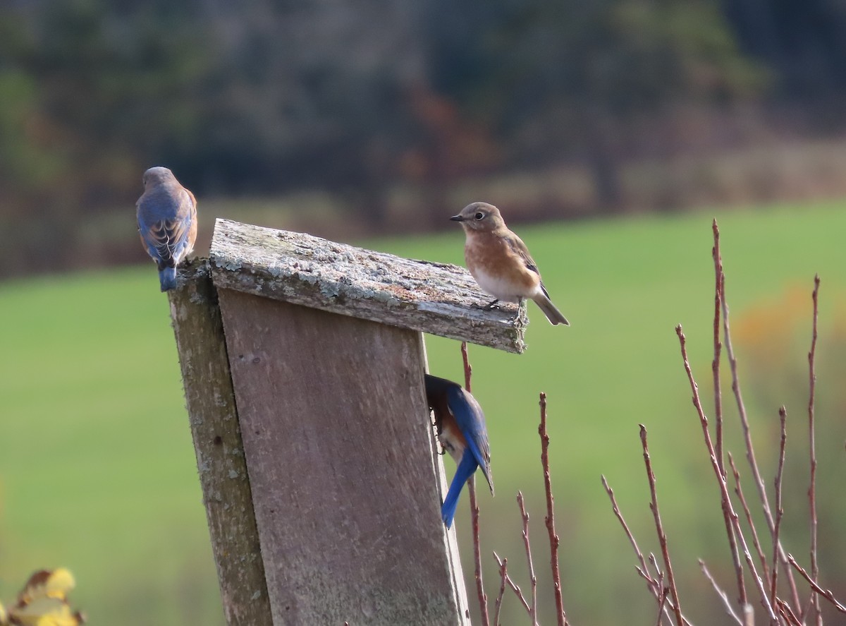 Восточная сиалия - ML644331115