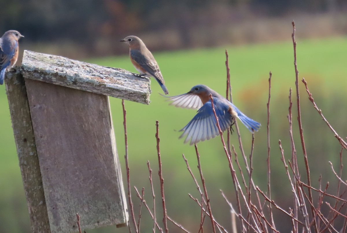 Восточная сиалия - ML644331116