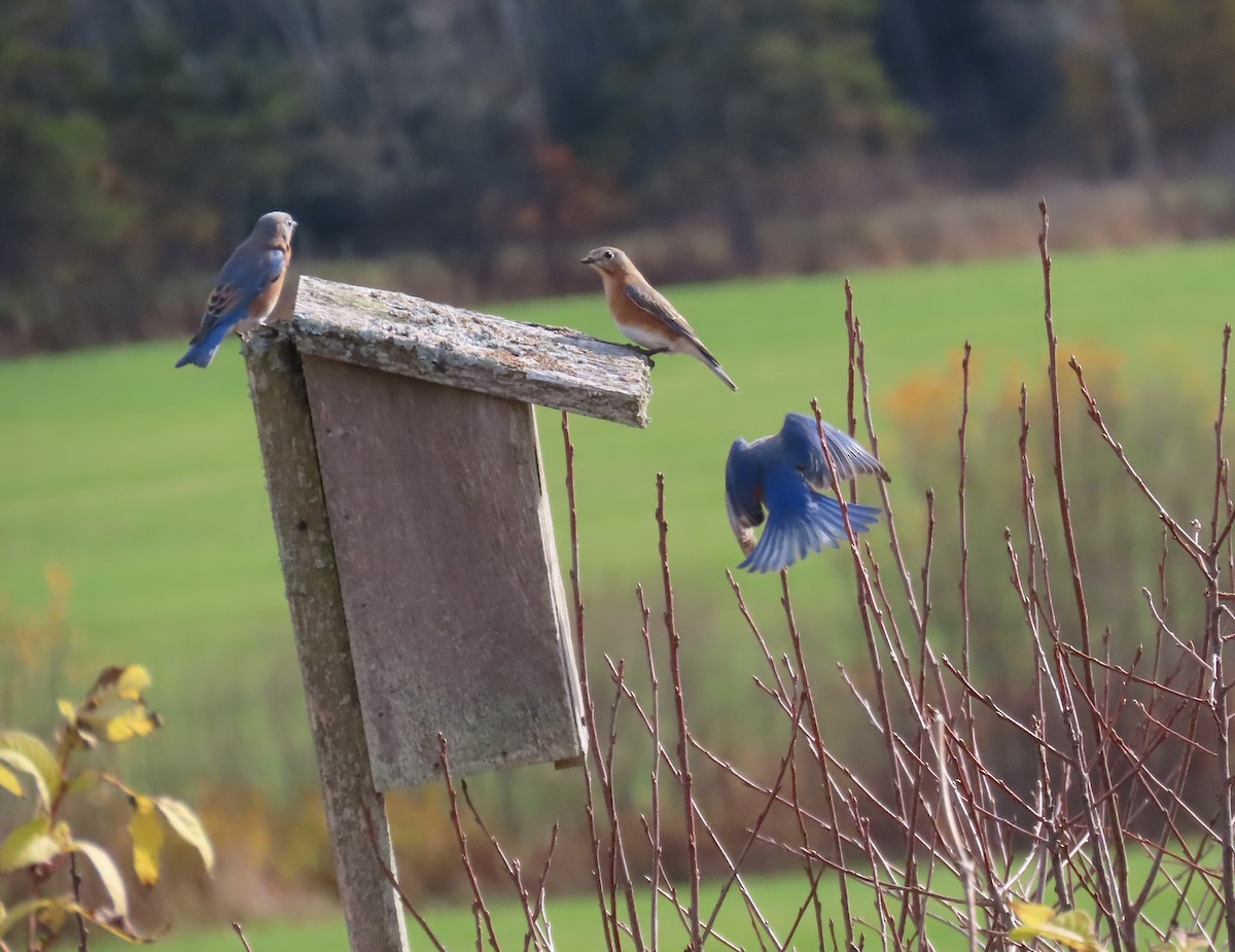 Восточная сиалия - ML644331117