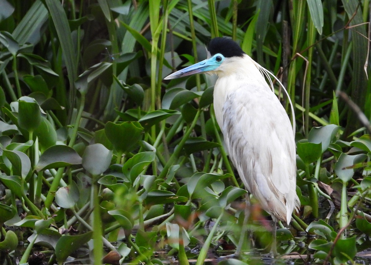 Capped Heron - ML644331119