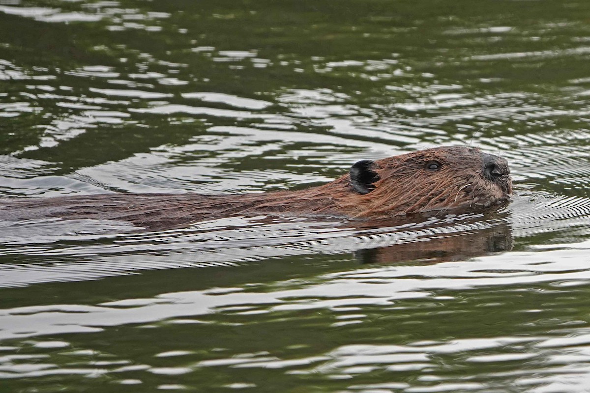 American Beaver - ML644331120