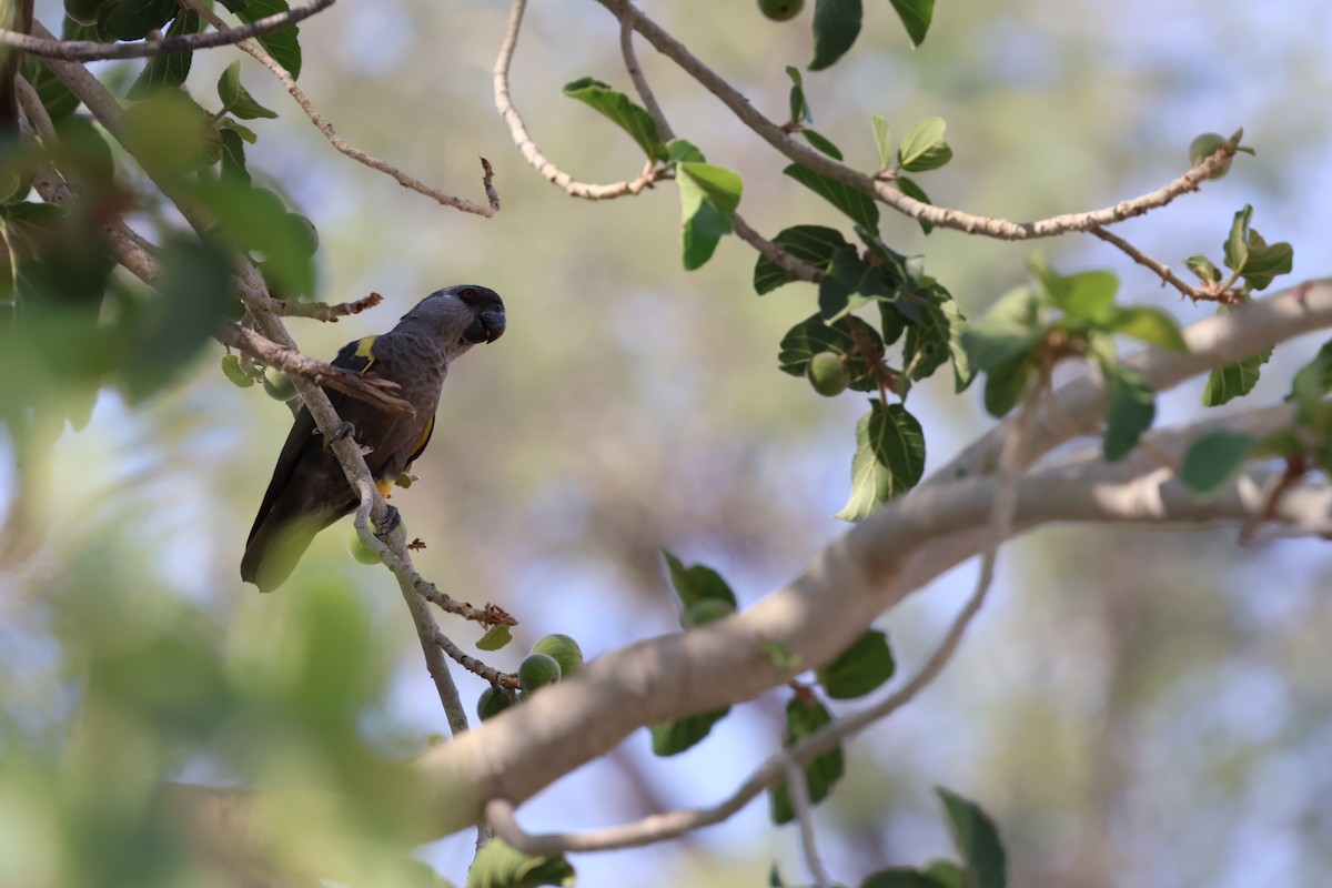 Желтоногий попугай - ML644331121
