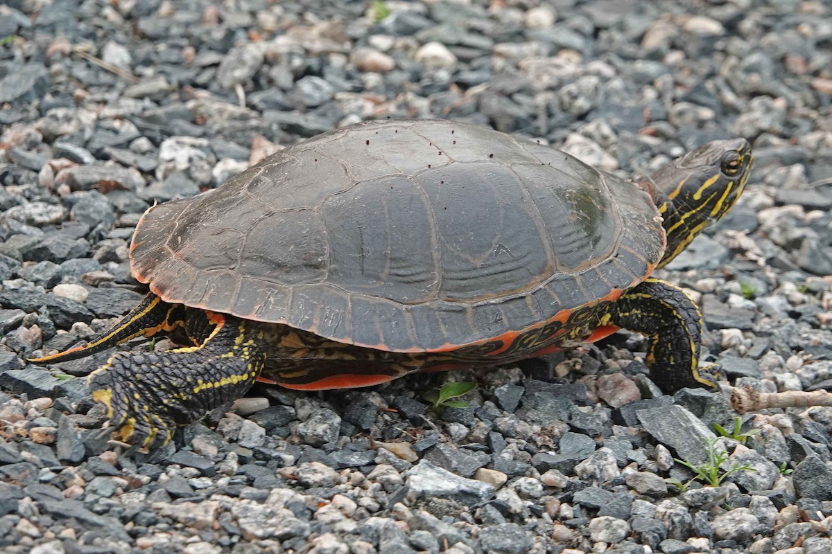 Painted Turtle - ML644331123