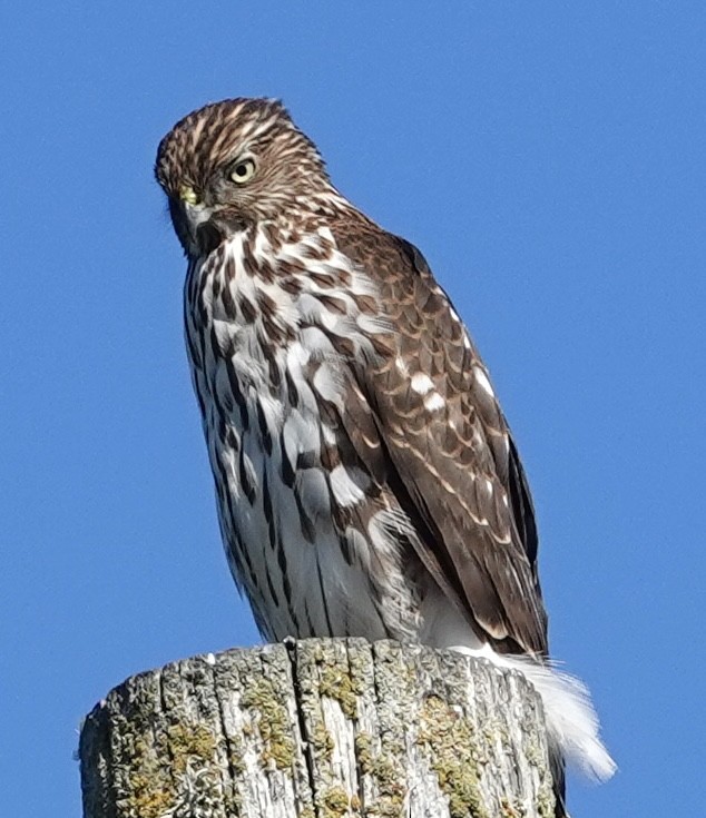 Cooper's Hawk - ML644331131