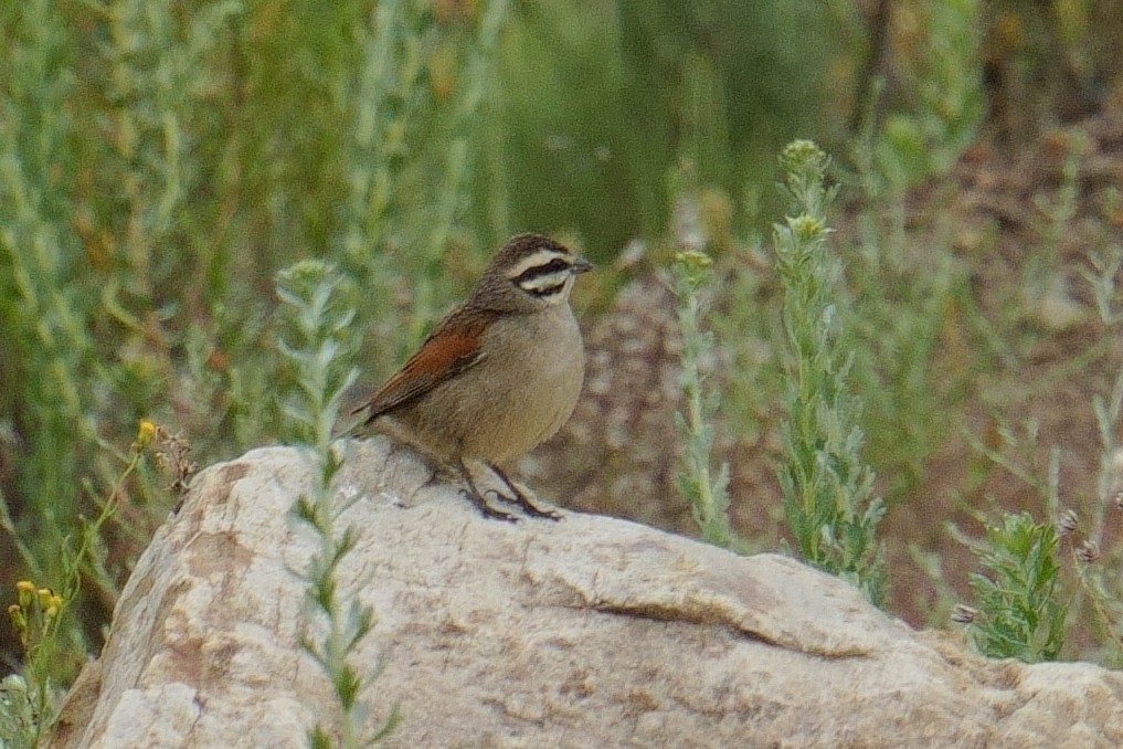 kappspurv - ML644331136