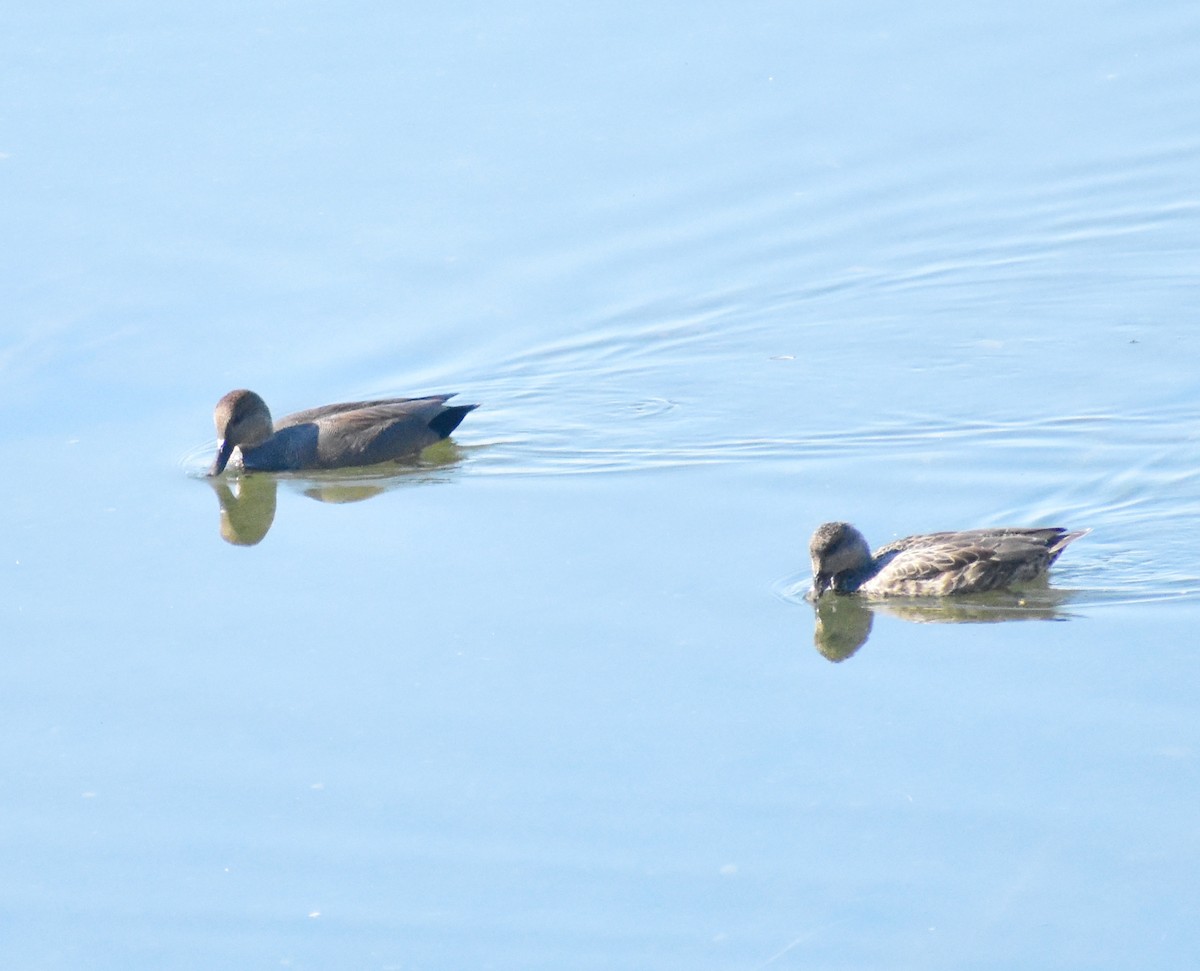 Ipar-ahatea - ML644331138