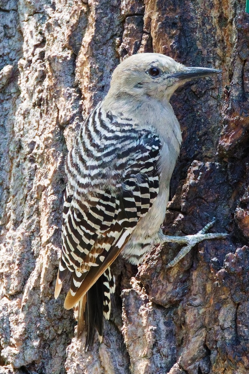 Pic des saguaros - ML644331139