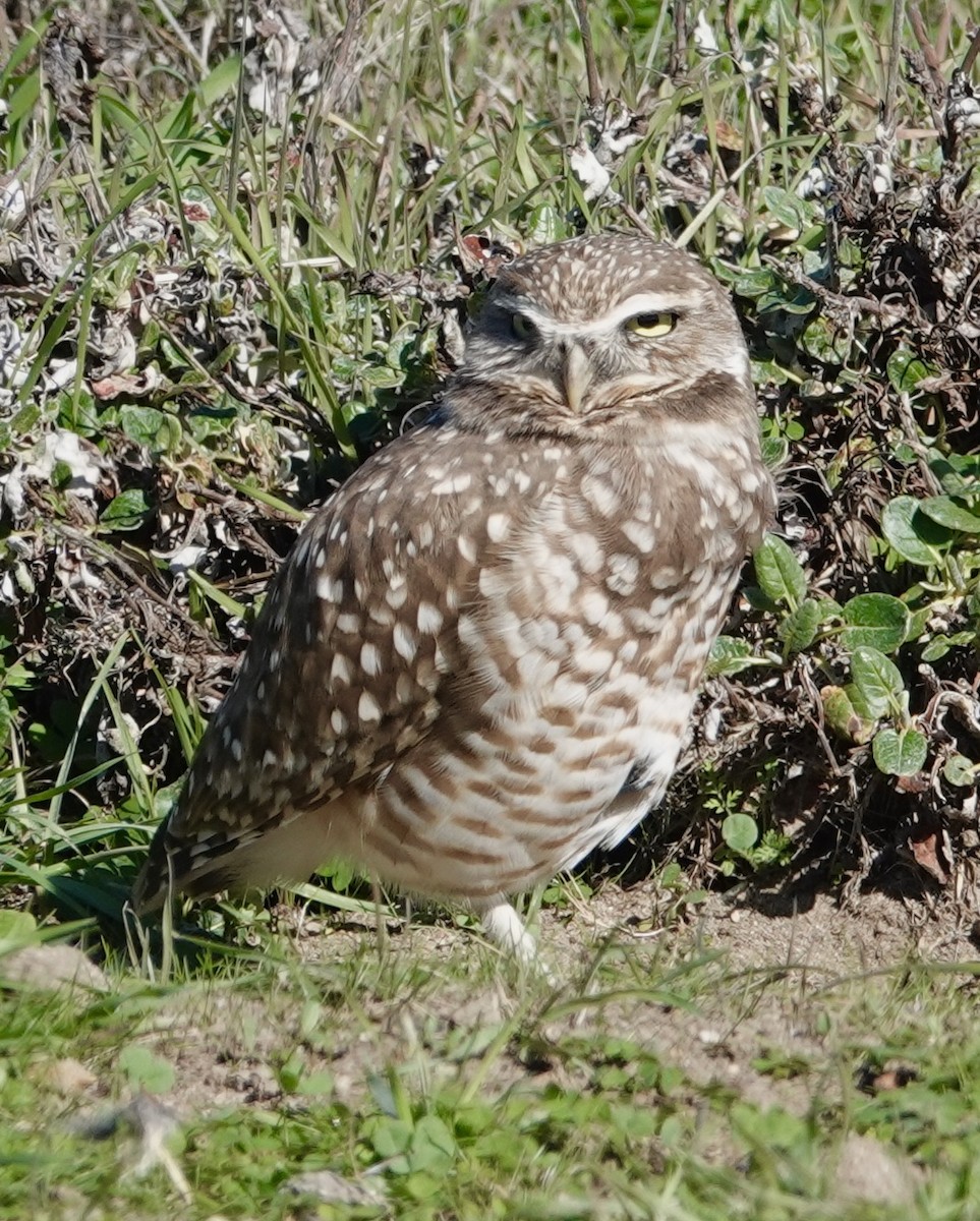 Burrowing Owl - ML644331140