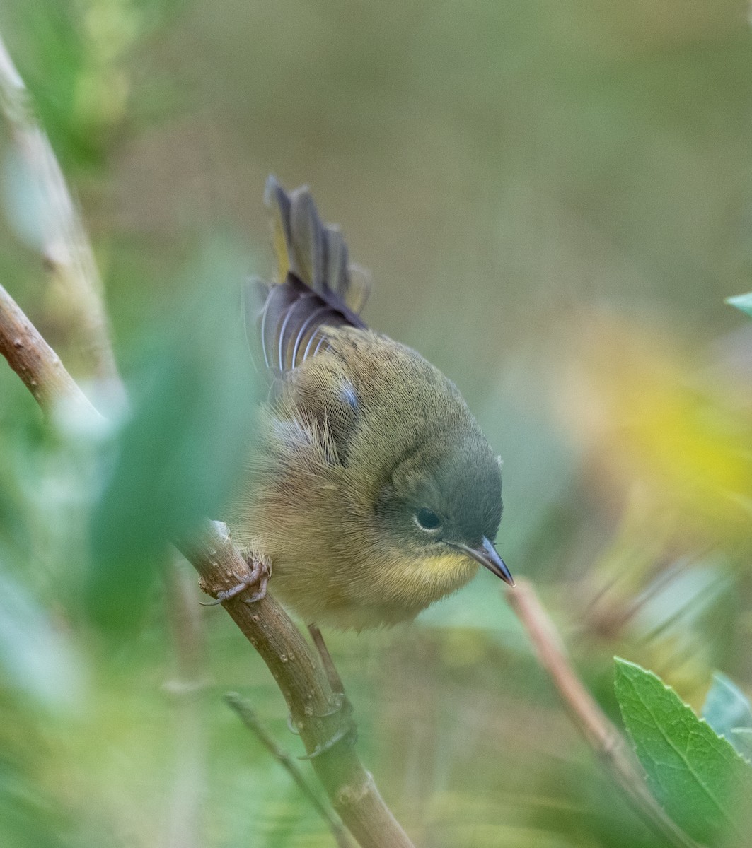 Common Yellowthroat - ML644331142