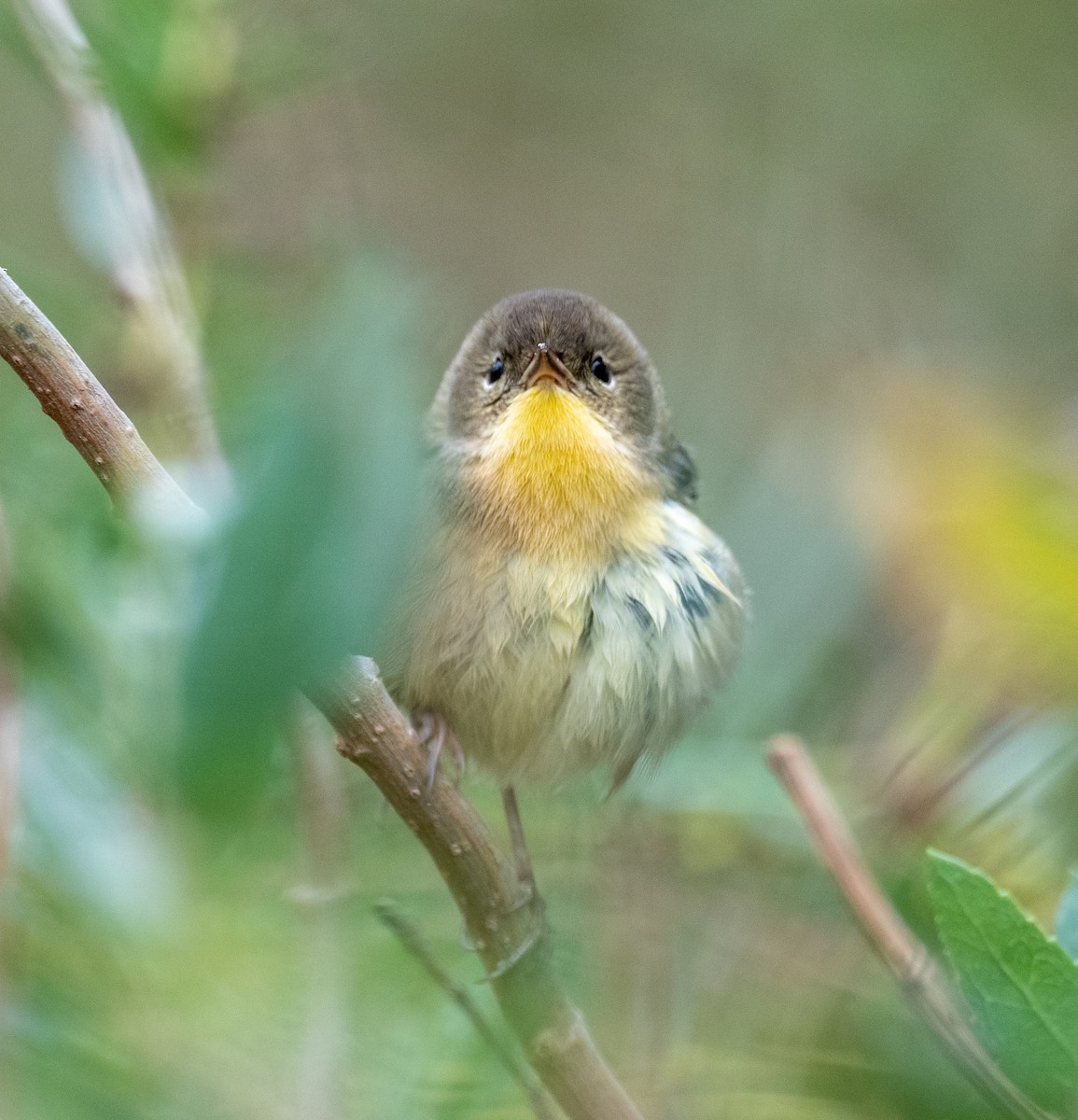 Common Yellowthroat - ML644331143