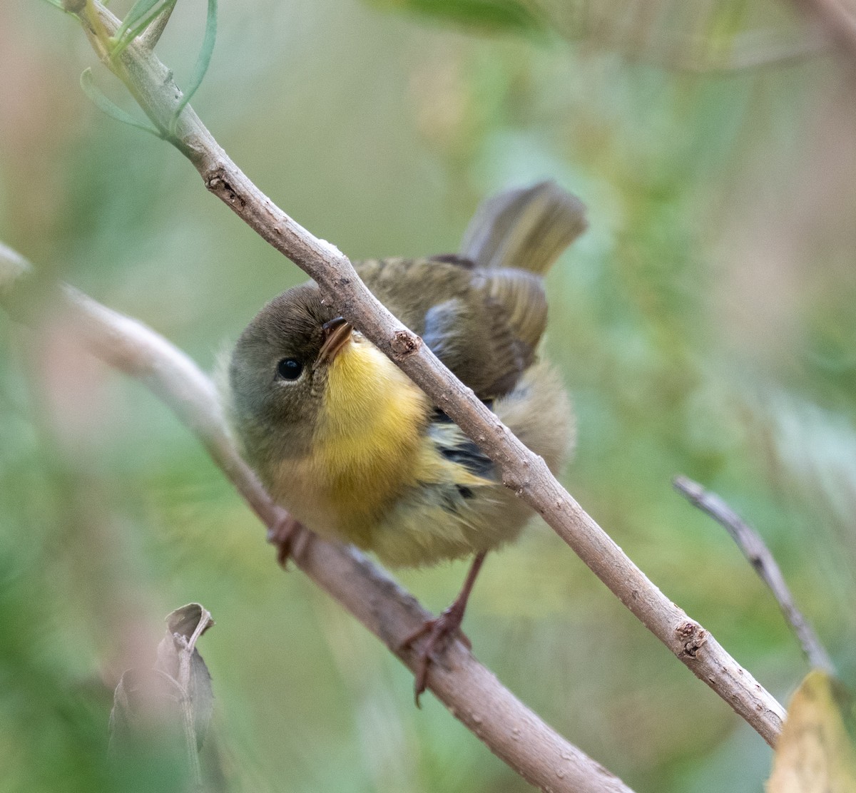 Common Yellowthroat - ML644331144