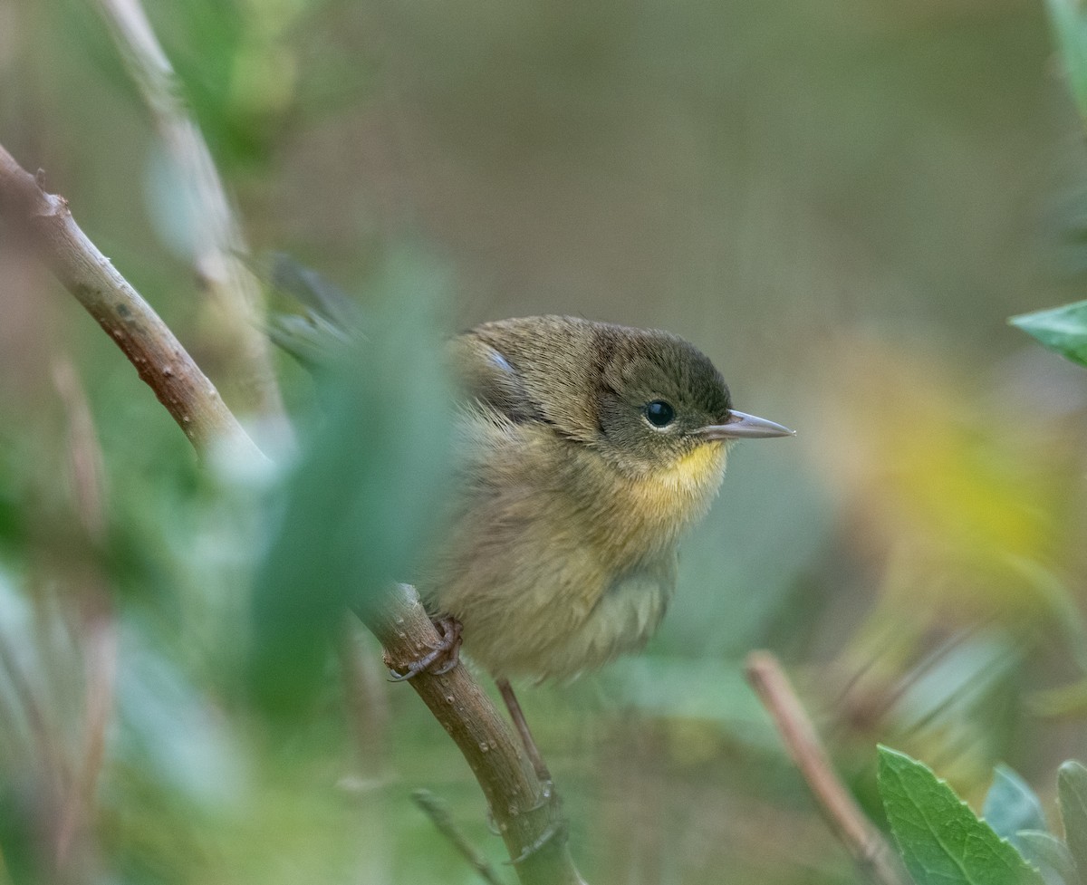 Common Yellowthroat - ML644331145