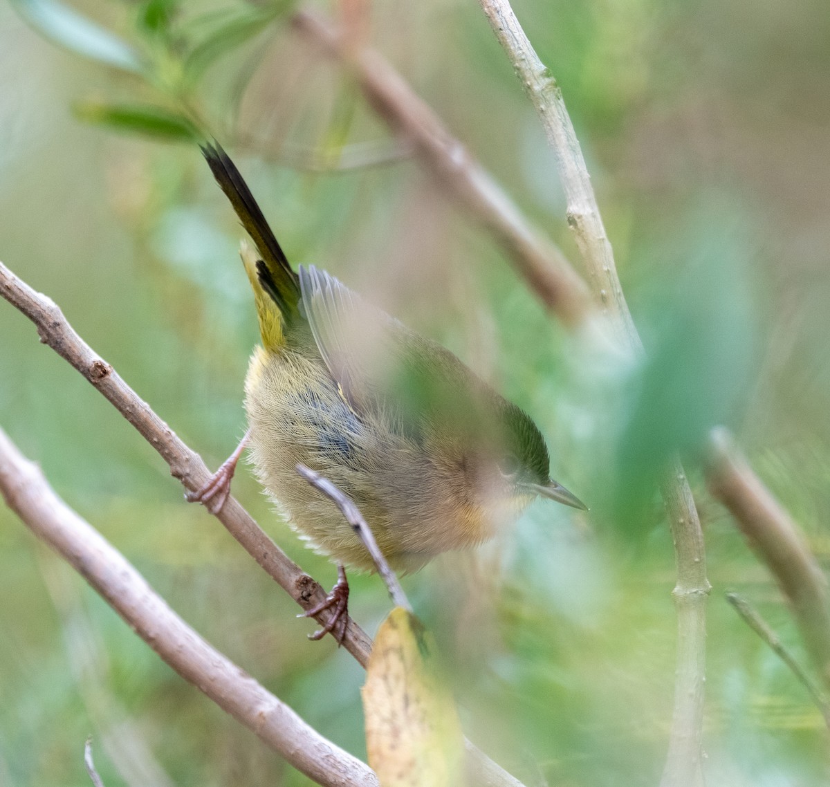 Common Yellowthroat - ML644331146
