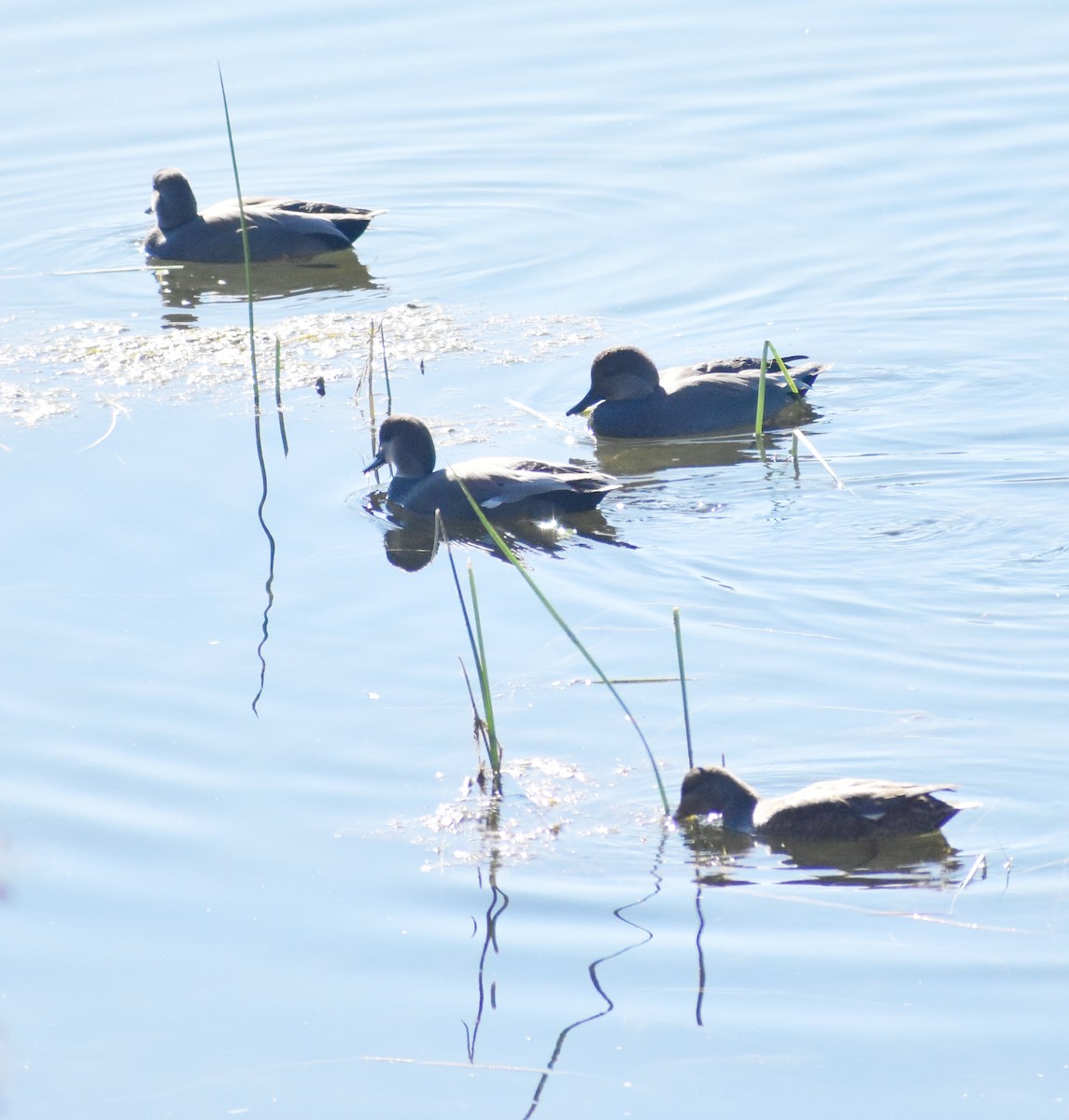 Ipar-ahatea - ML644331162