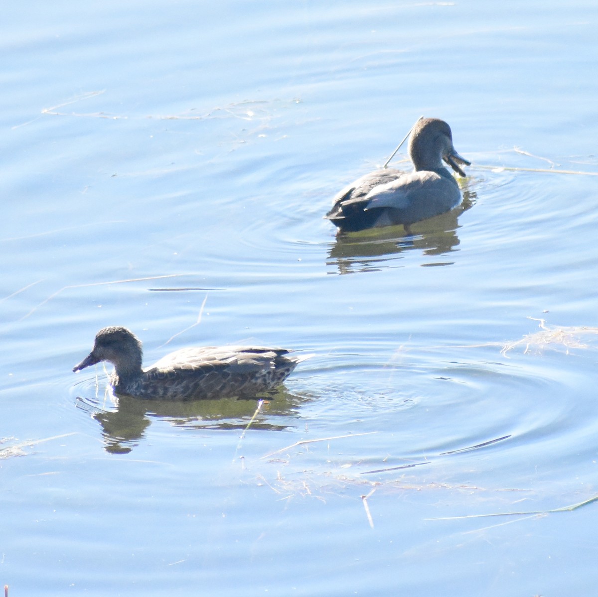 Ipar-ahatea - ML644331166