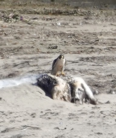 Peregrine Falcon - ML644331168