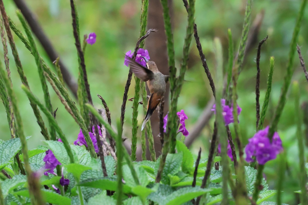 Gray-chinned Hermit - ML644331174