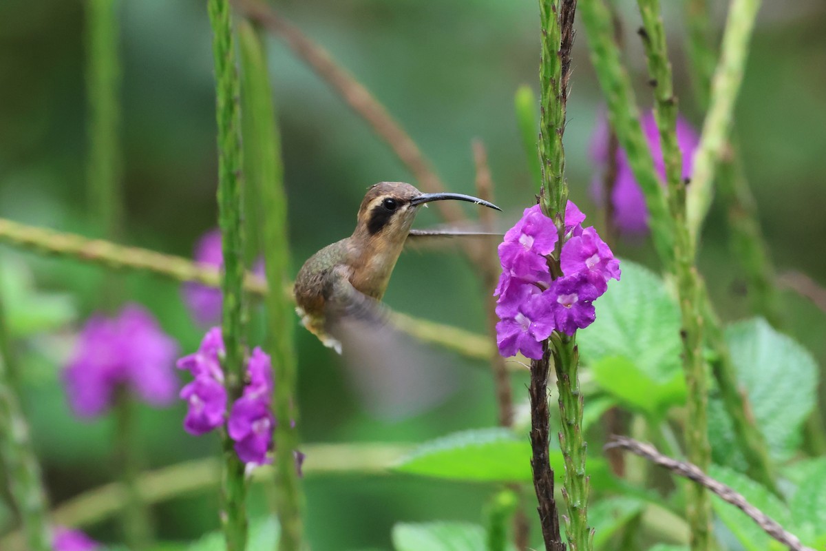 Gray-chinned Hermit - ML644331175