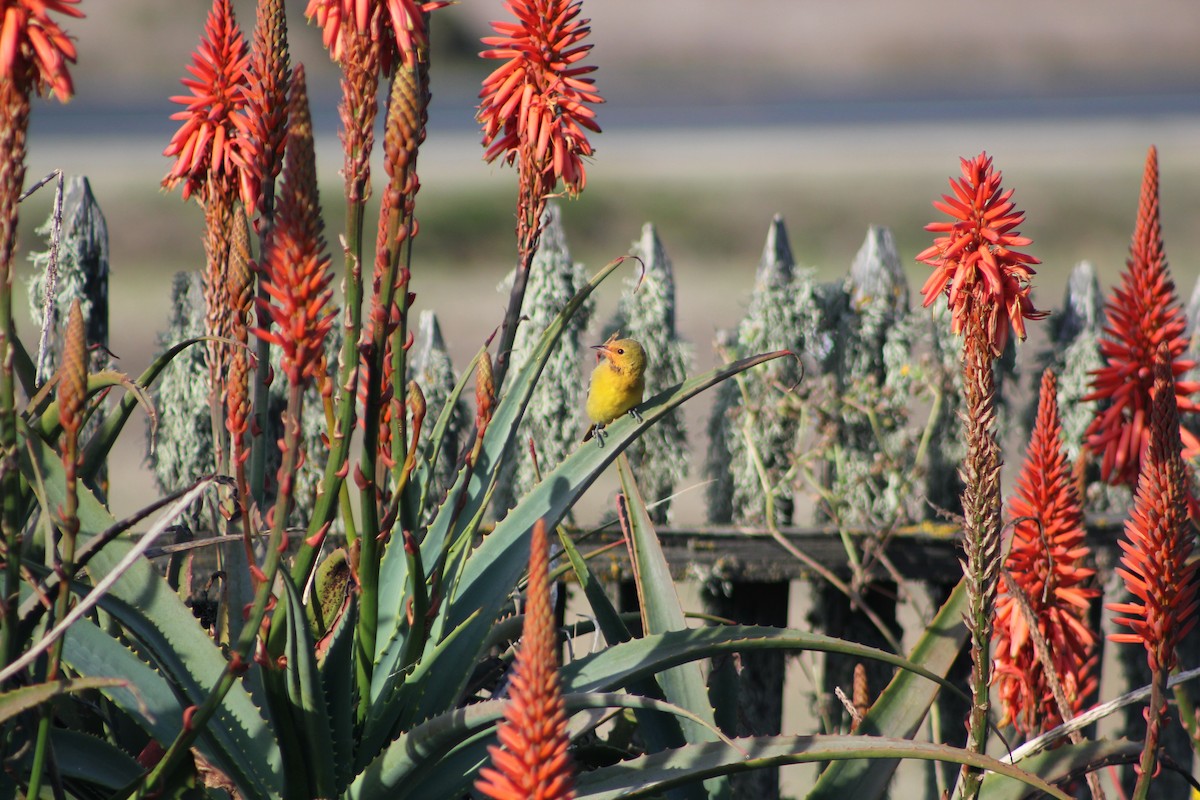 hagetrupial - ML644331179