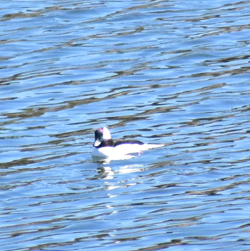 Bufflehead - ML644331213