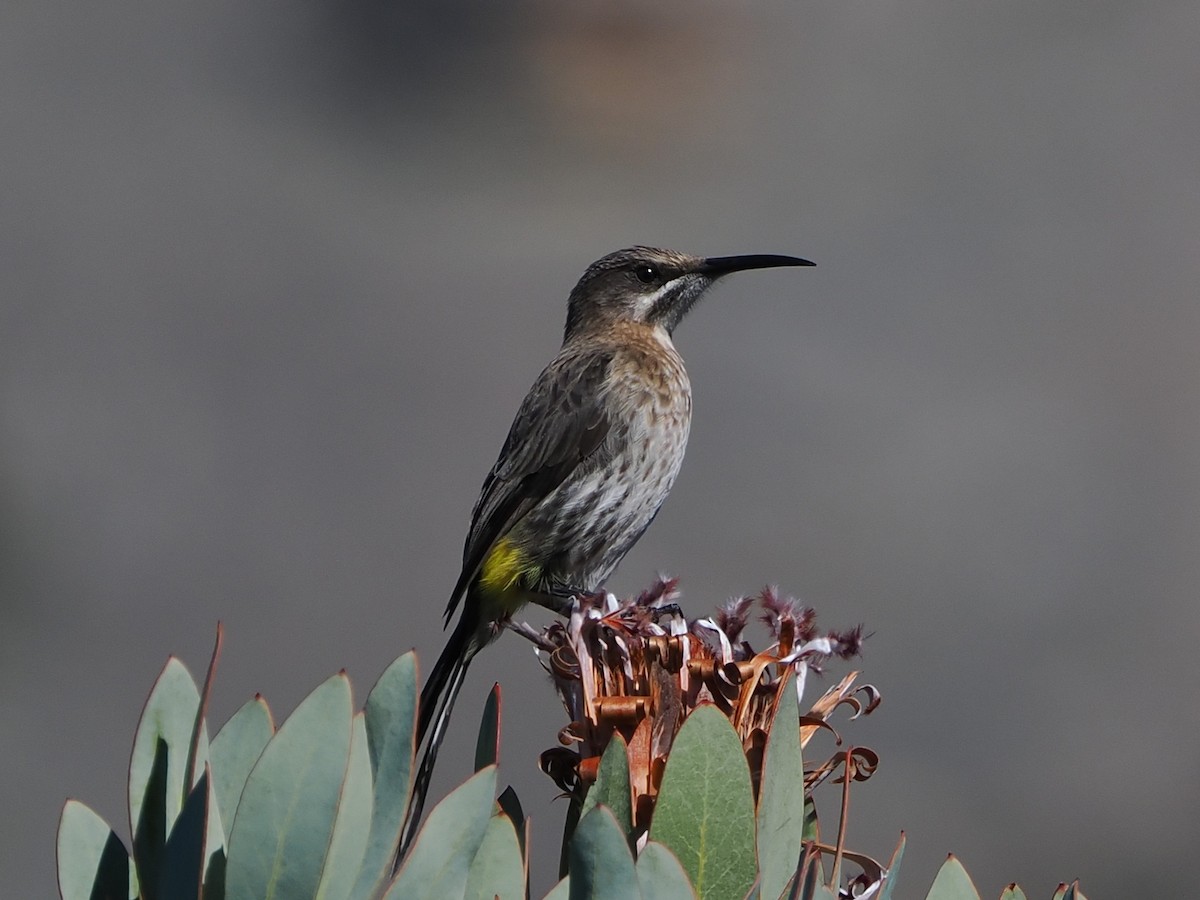 Cape Sugarbird - ML644331214