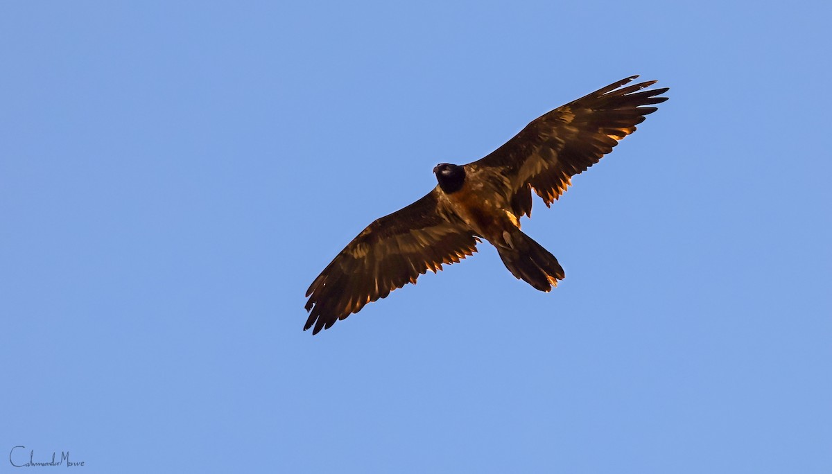 Sakallı Akbaba - ML644331215