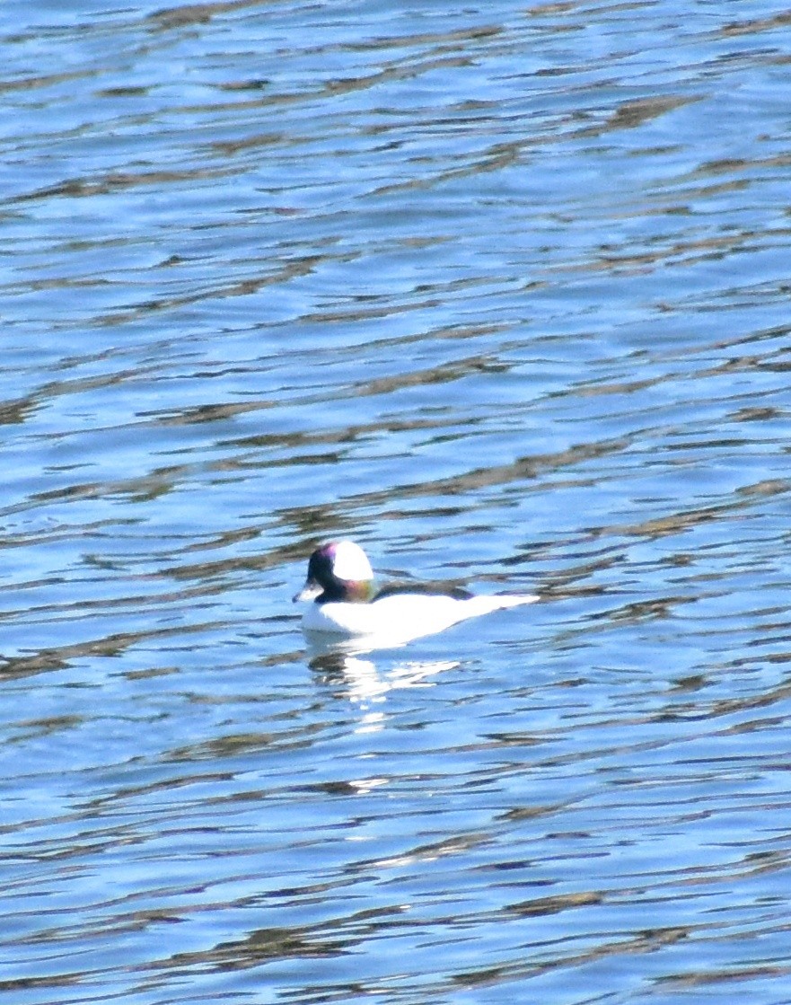 Bufflehead - ML644331216