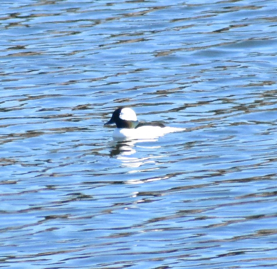 Bufflehead - ML644331218