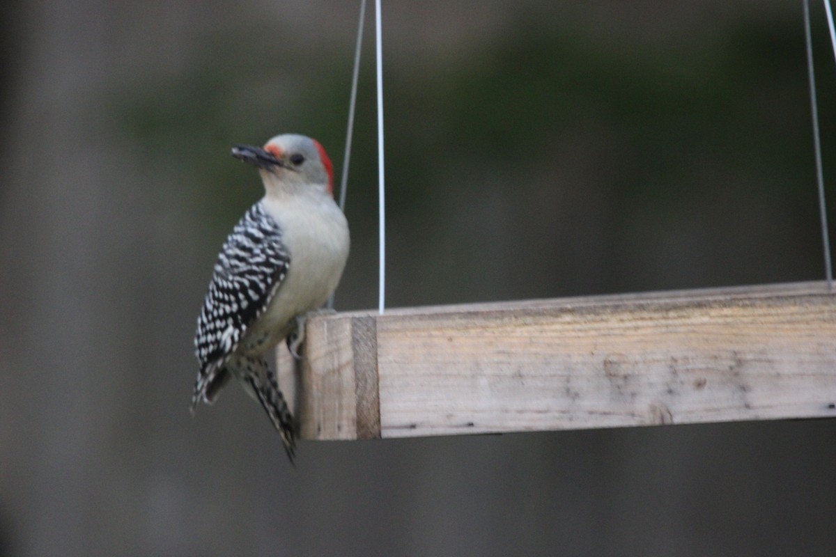 Каролинский дятел - ML644331221