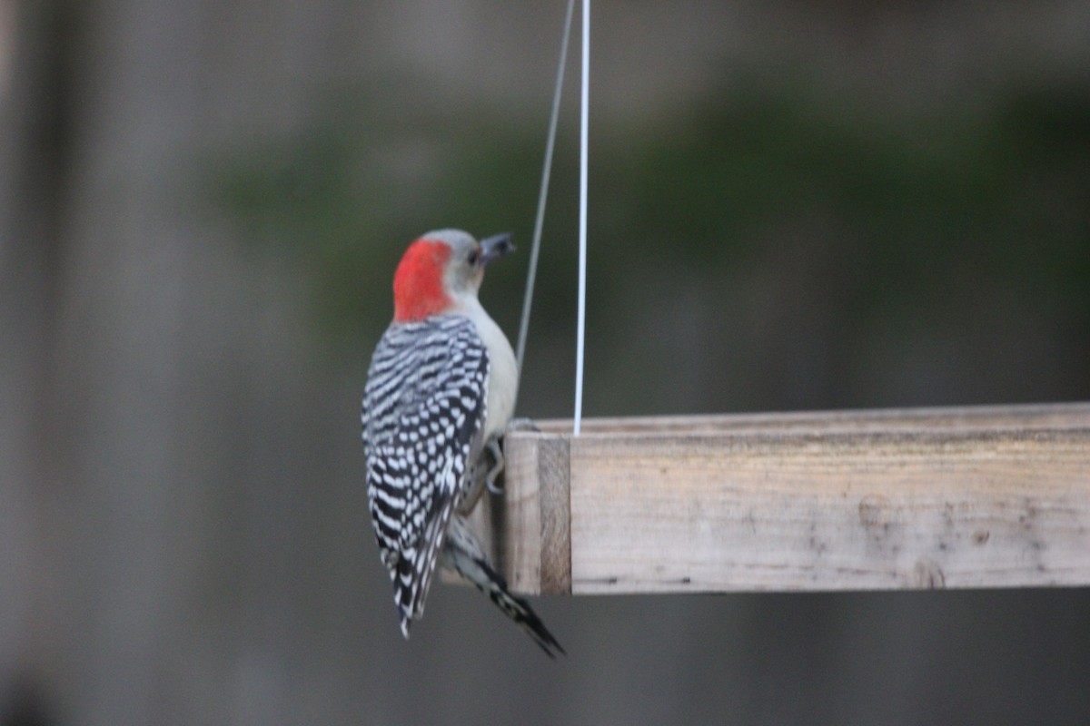 Каролинский дятел - ML644331227