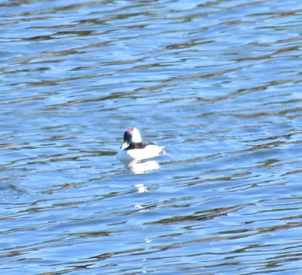 Bufflehead - ML644331228