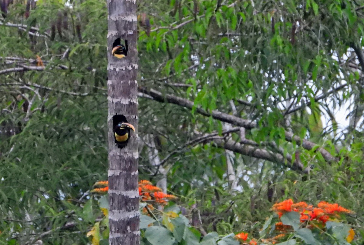 Braunohrarassari - ML644331229