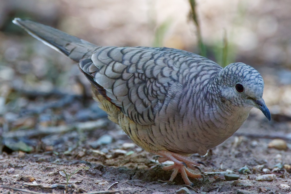 Inca Dove - ML644331236