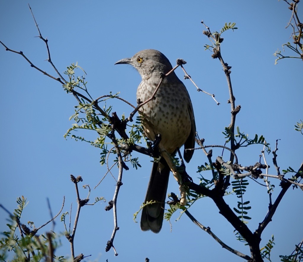 Bendire's Thrasher - ML644331245