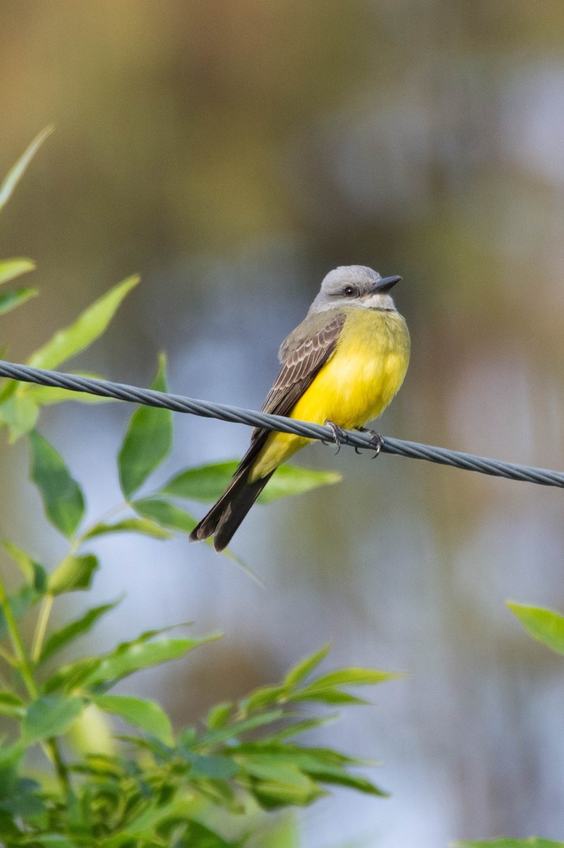 Tropical Kingbird - ML644331278