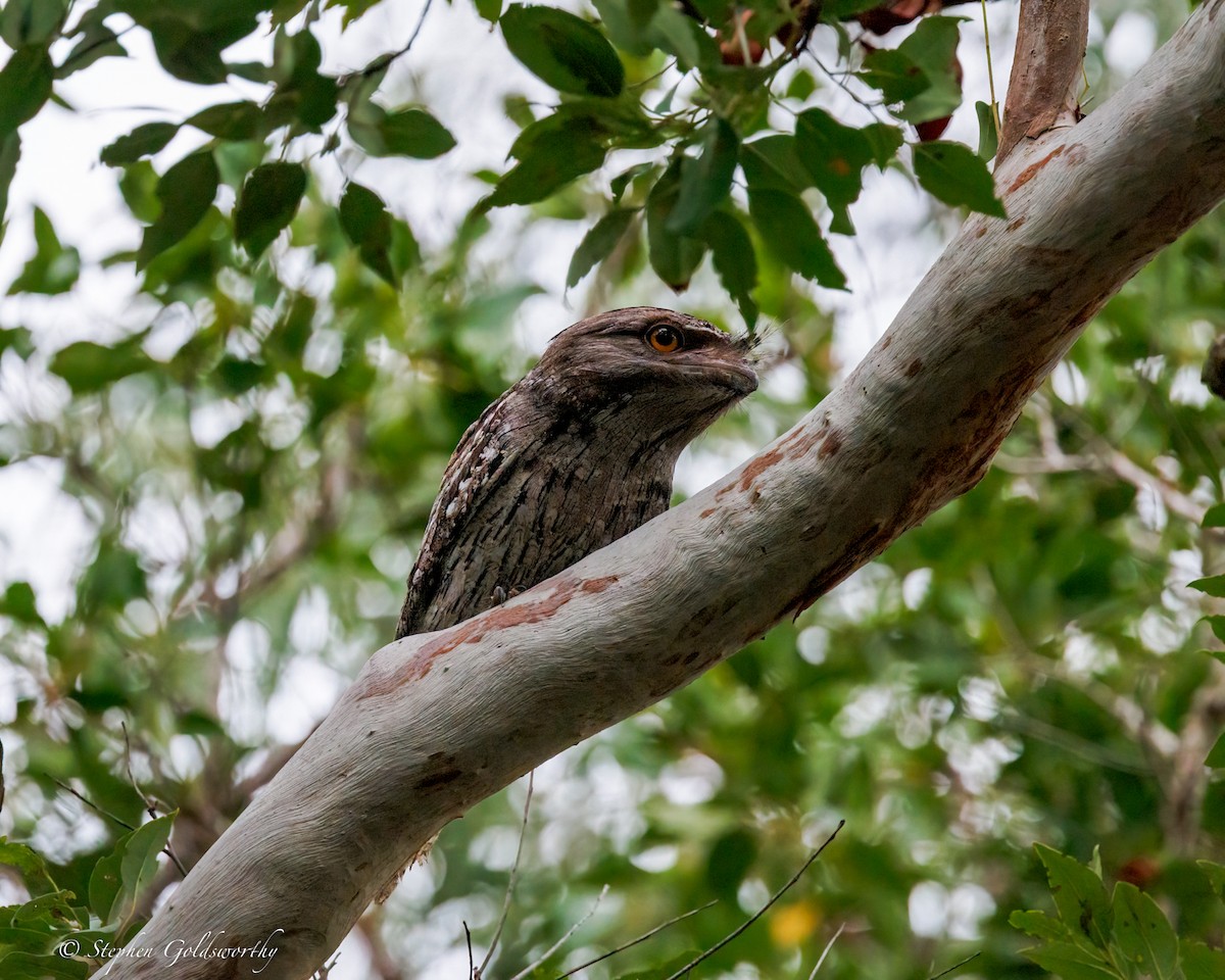 Tawny Frogmouth - ML644331281