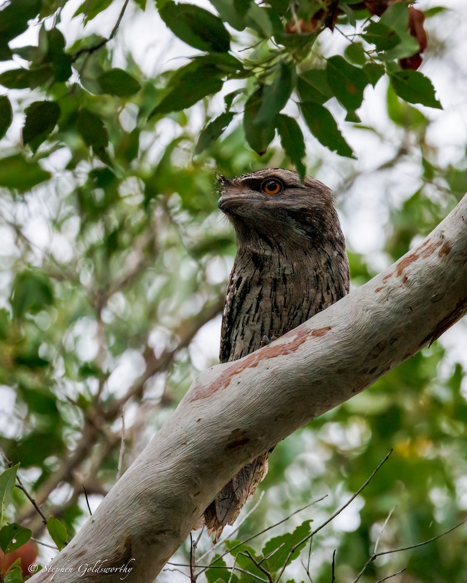 Tawny Frogmouth - ML644331282