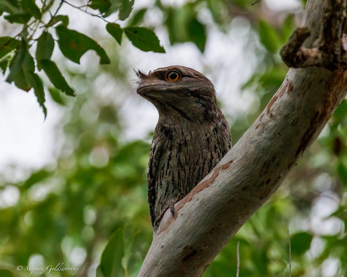 Tawny Frogmouth - ML644331283