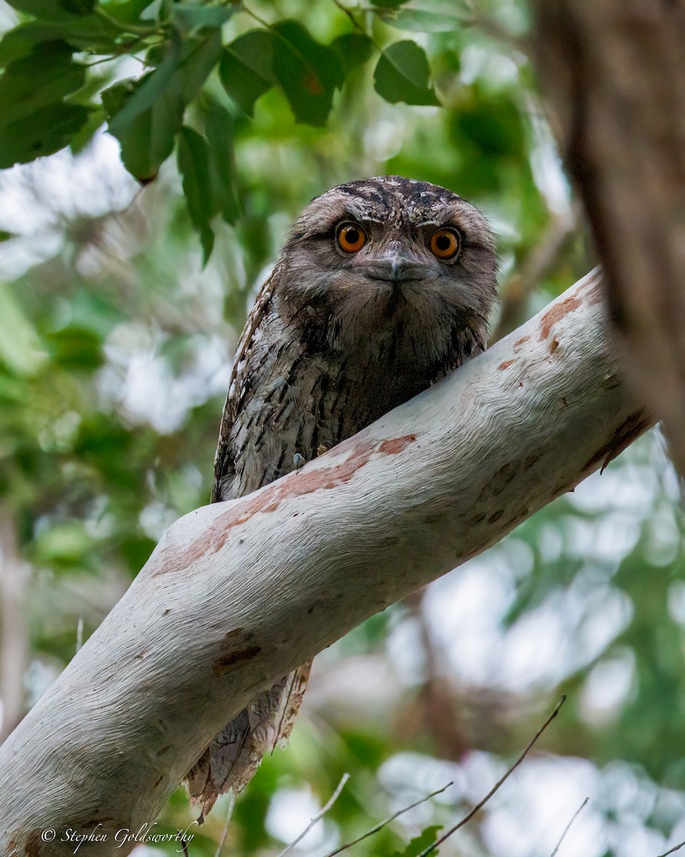 Tawny Frogmouth - ML644331284
