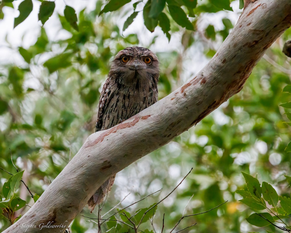 Tawny Frogmouth - ML644331285