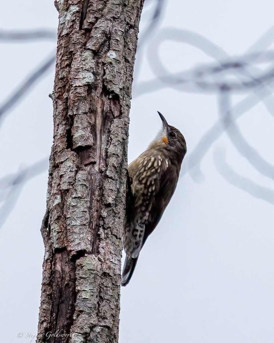 Katanar paparzuria - ML644331289