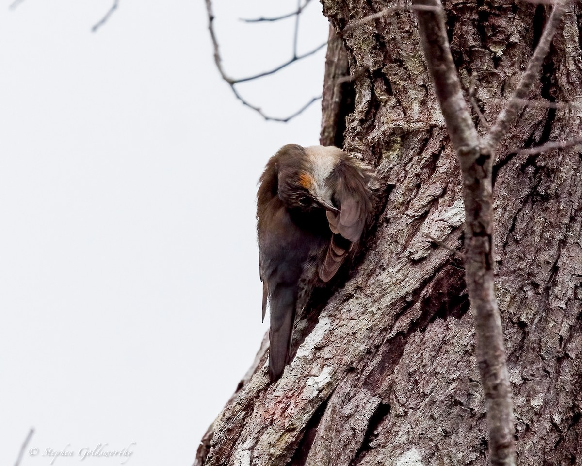 Katanar paparzuria - ML644331290