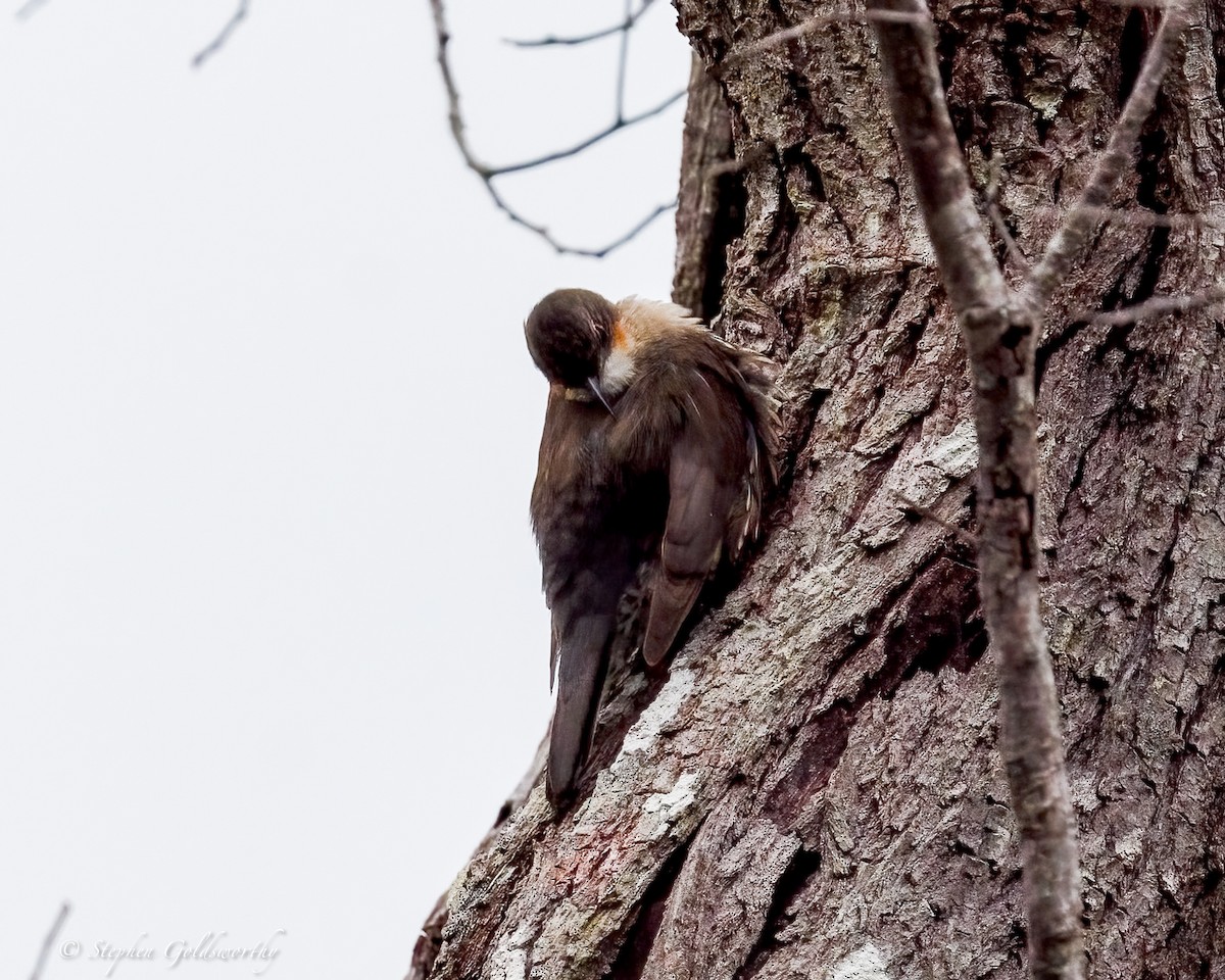 Katanar paparzuria - ML644331291