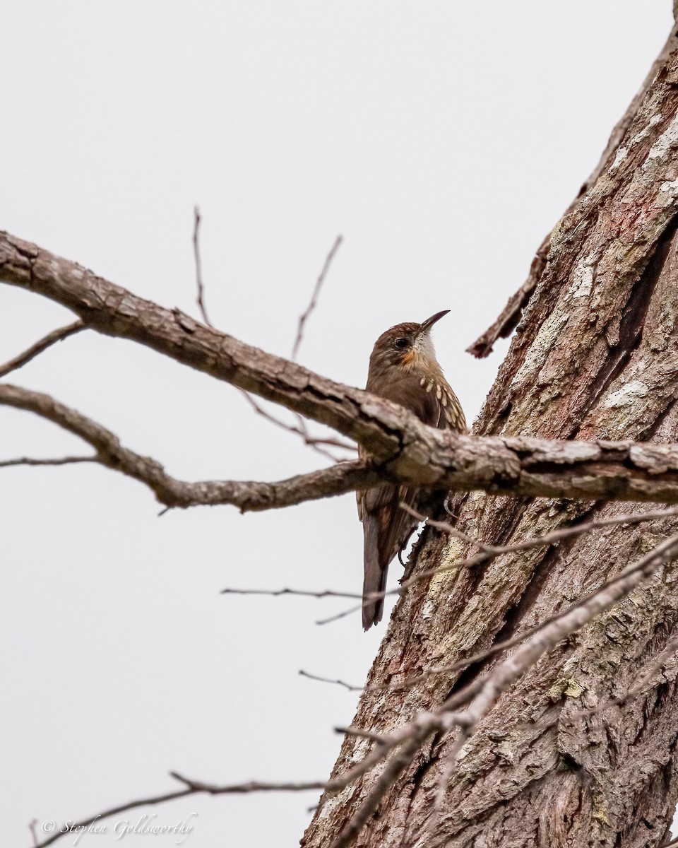 Katanar paparzuria - ML644331292