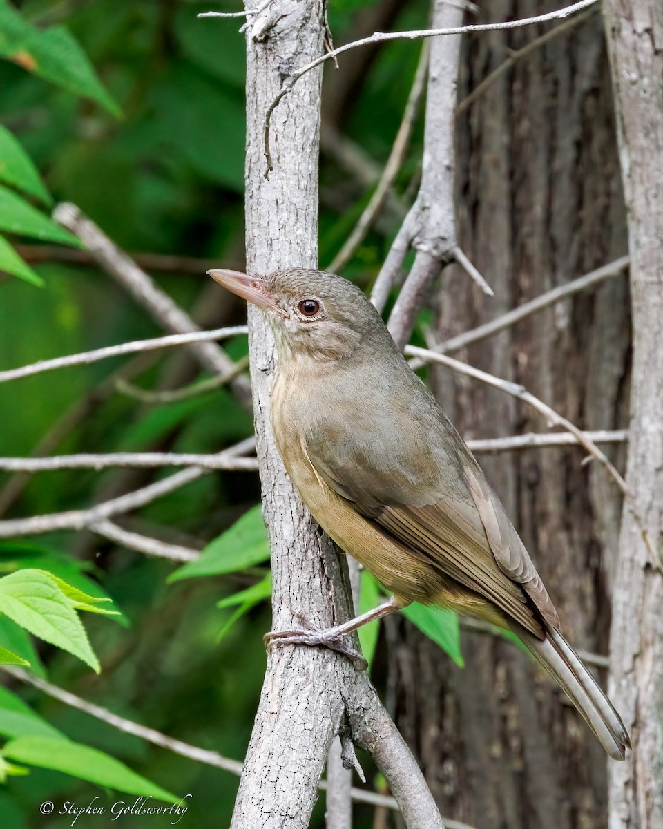 Little Shrikethrush (Rufous) - ML644331305
