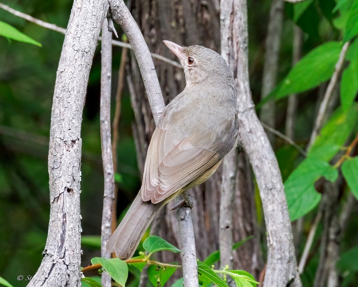 Little Shrikethrush (Rufous) - ML644331306