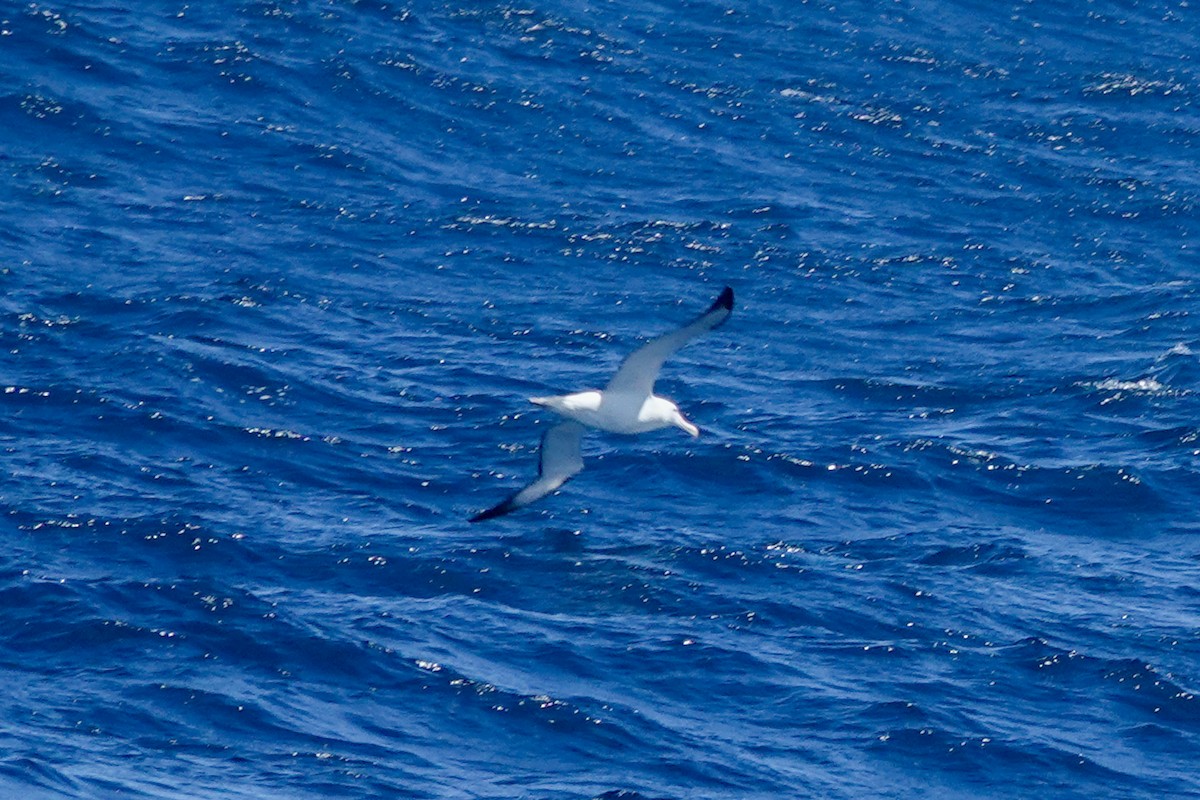 Northern/Southern Royal Albatross - ML644331307